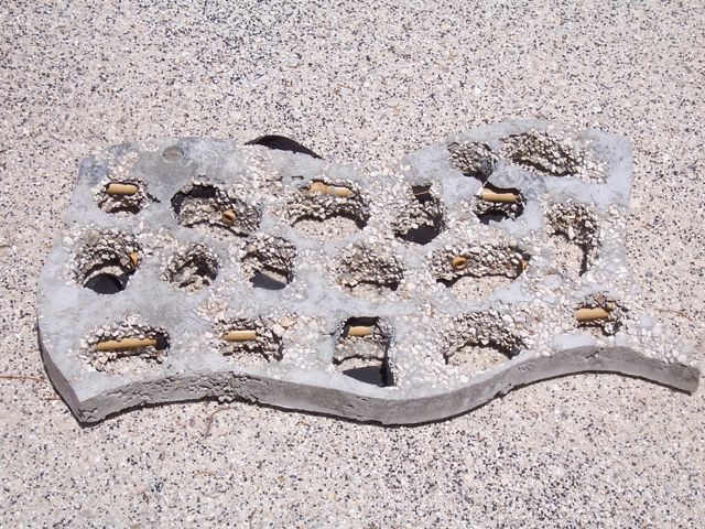 Reef Wave