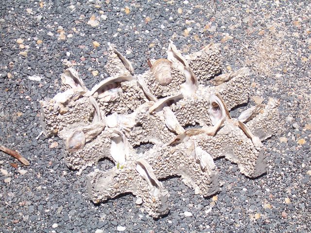 Oyster Square