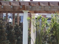 Entasis Columns in Trellis Setting