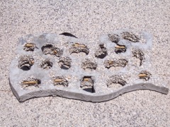 Reef Wave