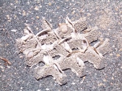 Oyster Square